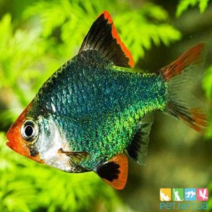 Аквариумная рыбка Барбус Мутант (Зелёный) Pet.net.ua Купить аквариумную рыбку